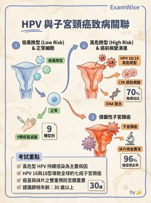 護理師 - 婦科腫瘤與感染 - AI 圖文解析預覽
