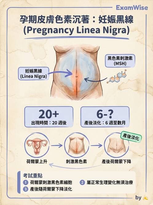 護理師 - 孕期生理變化與不適護理 - AI 圖文解析預覽