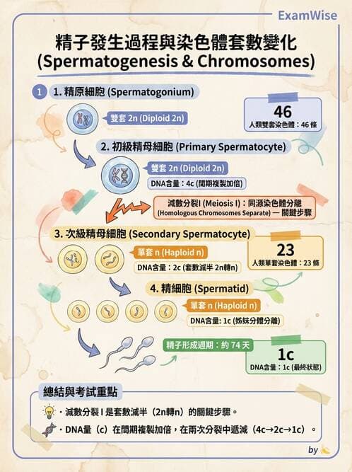 護理師 - 生殖系統 - AI 圖文解析預覽