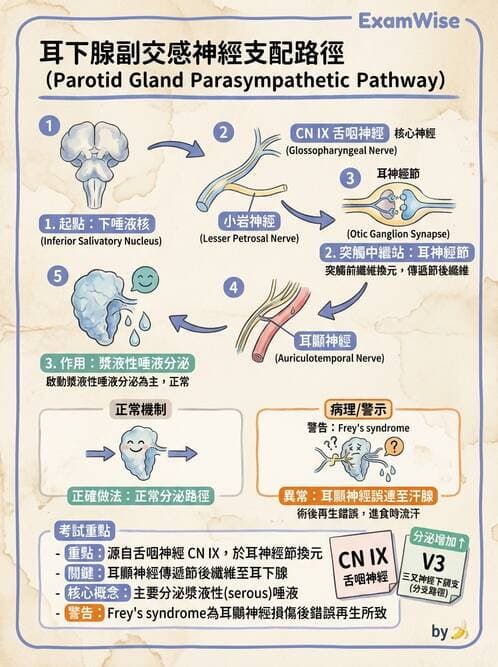 護理師 - 神經系統 - AI 圖文解析預覽