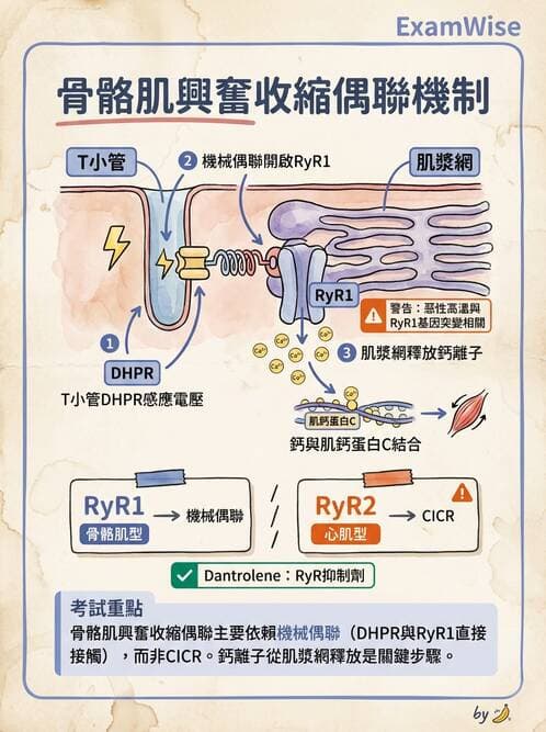 護理師 - 肌肉 - AI 圖文解析預覽