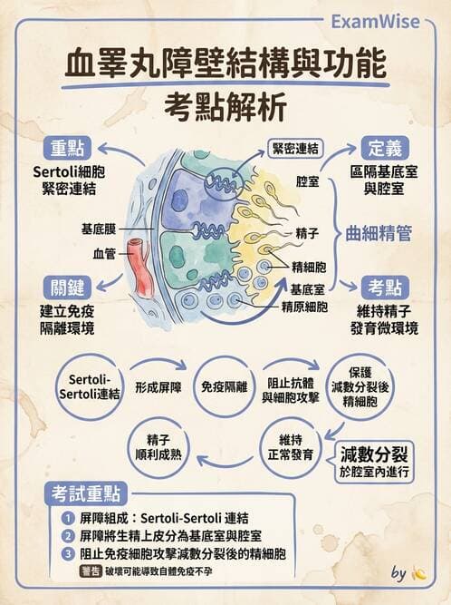 護理師 - 泌尿生殖系統 - AI 圖文解析預覽