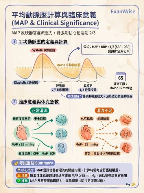 護理師 - 循環系統 - AI 圖文解析預覽