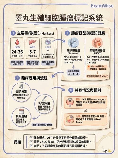 護理師 - 女性生殖系統及乳房 - AI 圖文解析預覽