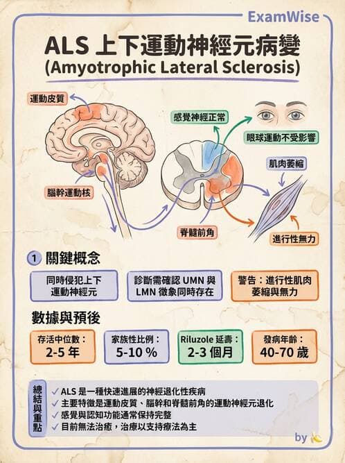 護理師 - 神經及內分泌系統 - AI 圖文解析預覽