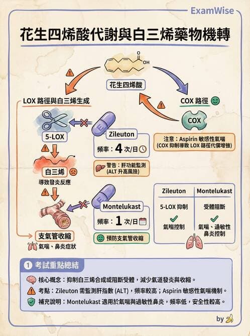 護理師 - 呼吸道及胃腸道作用藥物 - AI 圖文解析預覽