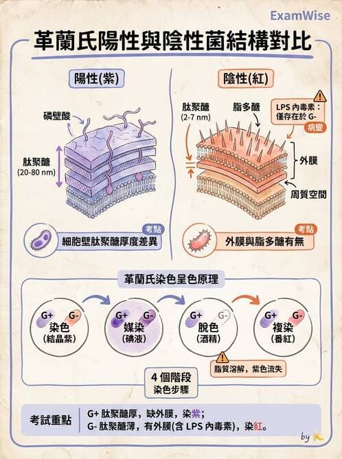 護理師 - 革蘭氏陽性細菌 - AI 圖文解析預覽