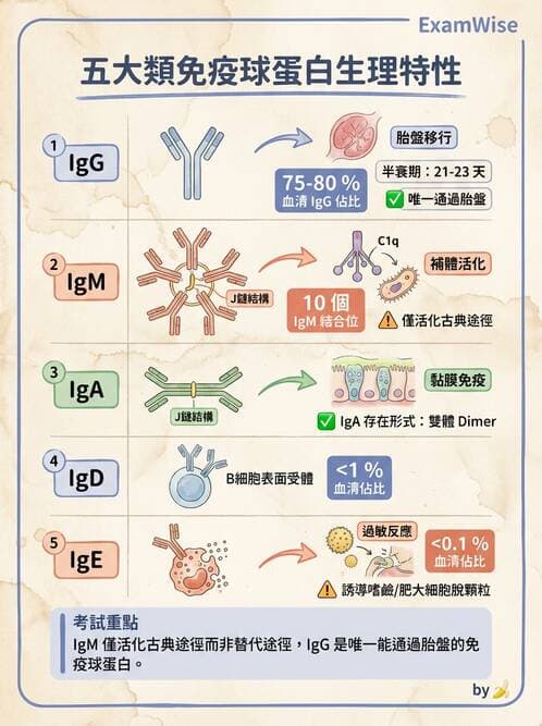 護理師 - 免疫系統組成、抗原-抗體、補體、先天性免疫 - AI 圖文解析預覽