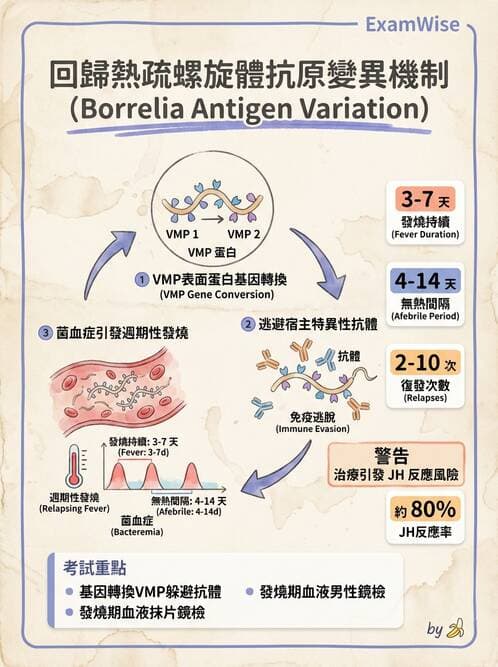 護理師 - 後天性免疫、免疫調節 - AI 圖文解析預覽
