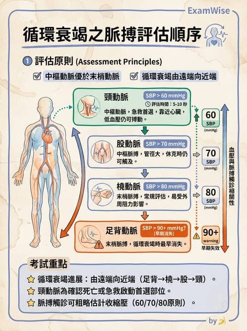 護理師 - 循環評估(脈搏與血壓) - AI 圖文解析預覽