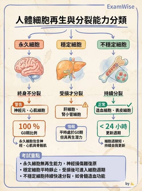 護理師 - 腫瘤概論與診斷 - AI 圖文解析預覽