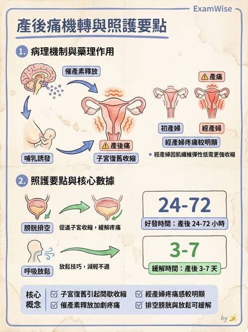 護理師 - 產後生理恢復與護理 - AI 圖文解析預覽