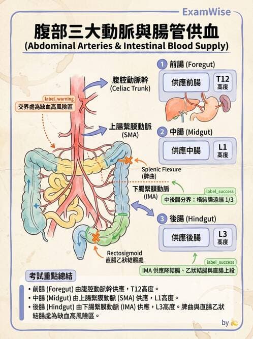 護理師 - 肝膽與腹部血管 - AI 圖文解析預覽