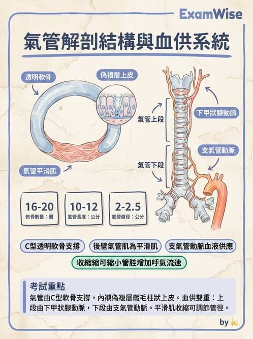 護理師 - 呼吸系統 - AI 圖文解析預覽