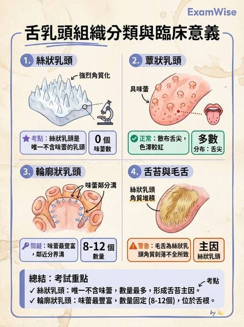 護理師 - 消化系統 - AI 圖文解析預覽