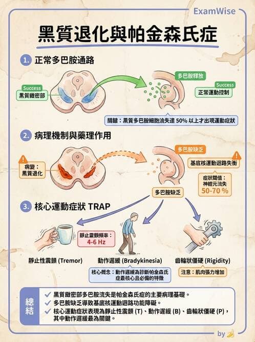 護理師 - 神經及內分泌系統 - AI 圖文解析預覽