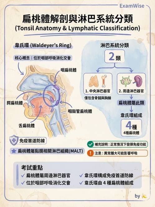 護理師 - 免疫系統組成、抗原-抗體、補體、先天性免疫 - AI 圖文解析預覽