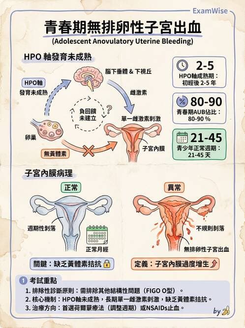 護理師 - 女性生殖系統及乳房 - AI 圖文解析預覽