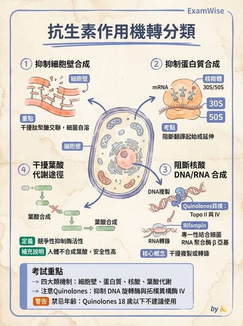護理師 - 革蘭氏陰性細菌 - AI 圖文解析預覽