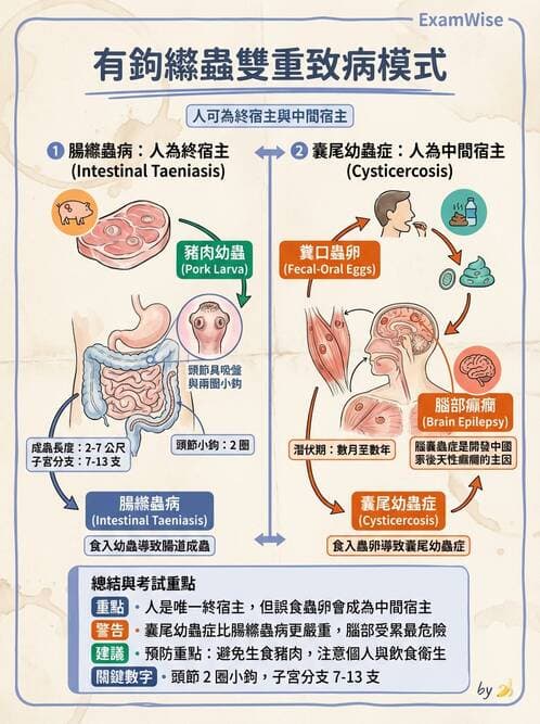 護理師 - 寄生蟲概論 - AI 圖文解析預覽