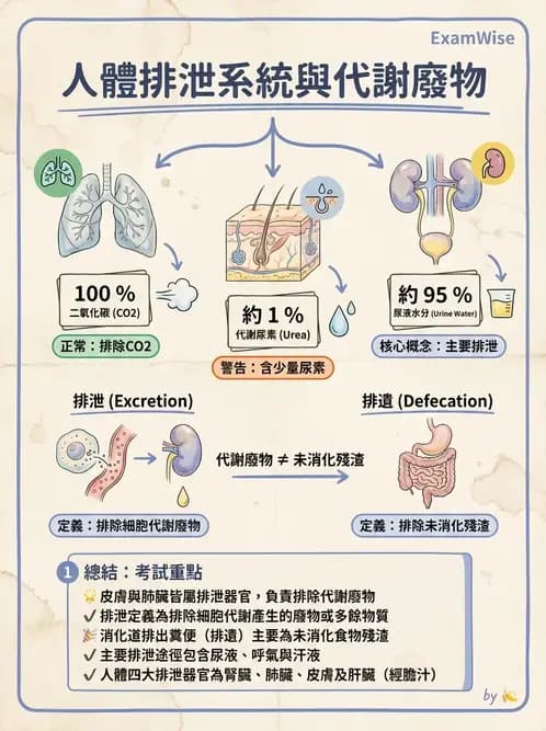 護理師 - 綜合評估與檢體採集 - AI 圖文解析預覽