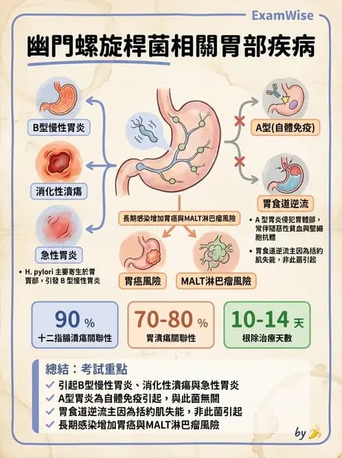 護理師 - 上消化道疾病 - AI 圖文解析預覽