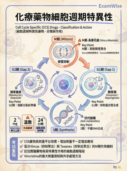 護理師 - 化療護理 - AI 圖文解析預覽