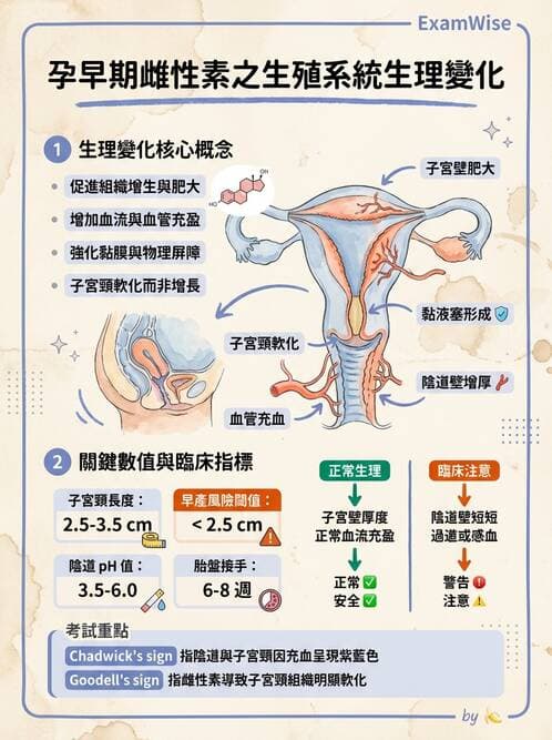 護理師 - 孕期生理變化與不適護理 - AI 圖文解析預覽