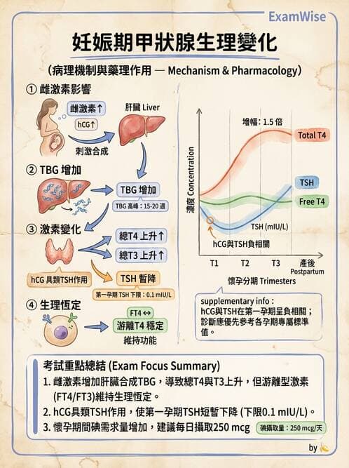 護理師 - 孕期生理變化與不適護理 - AI 圖文解析預覽