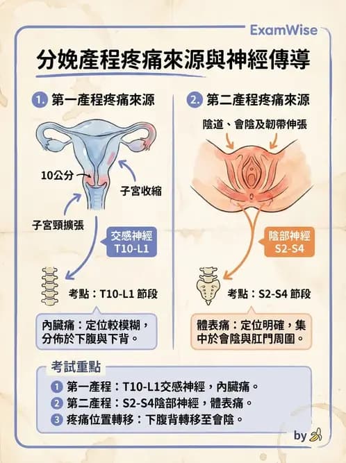 護理師 - 生產疼痛與麻醉技術 - AI 圖文解析預覽