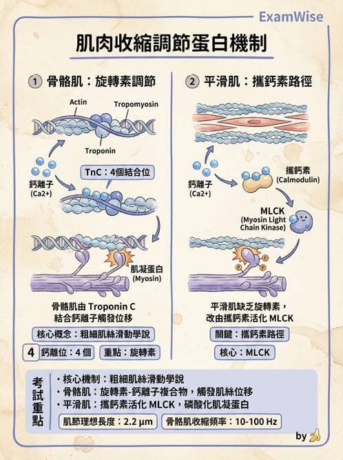 護理師 - 肌肉 - AI 圖文解析預覽
