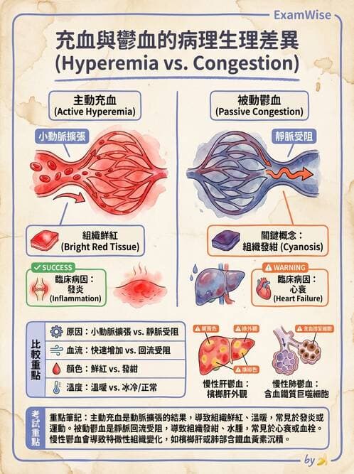 護理師 - 發炎、細胞傷害及修復 - AI 圖文解析預覽