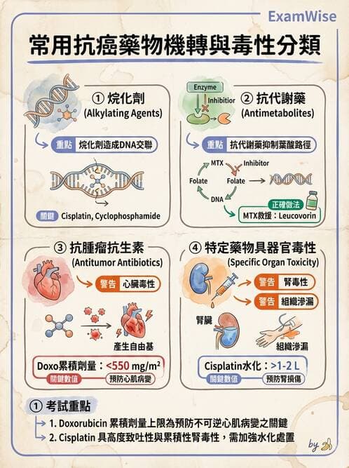 護理師 - 化學治療與免疫調節藥物 - AI 圖文解析預覽