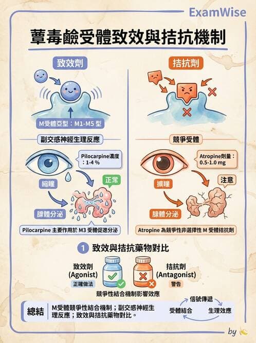 護理師 - 自主神經系統作用藥物 - AI 圖文解析預覽