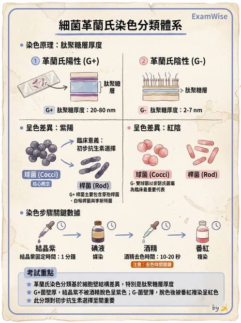 護理師 - 革蘭氏陽性細菌 - AI 圖文解析預覽