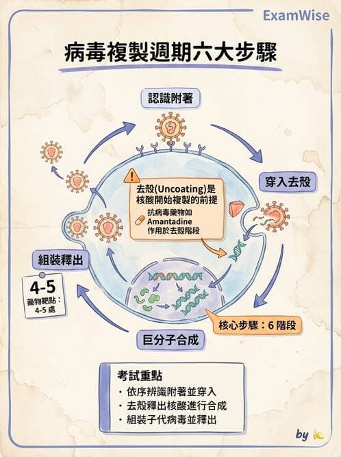 護理師 - 病毒學概念、prion - AI 圖文解析預覽