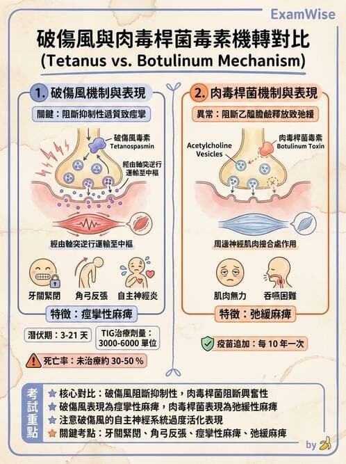 護理師 - 革蘭氏陽性細菌 - AI 圖文解析預覽