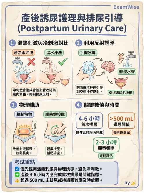 護理師 - 泌尿排泄與導尿護理 - AI 圖文解析預覽