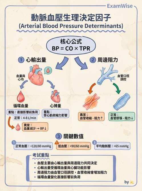 護理師 - 循環評估(脈搏與血壓) - AI 圖文解析預覽