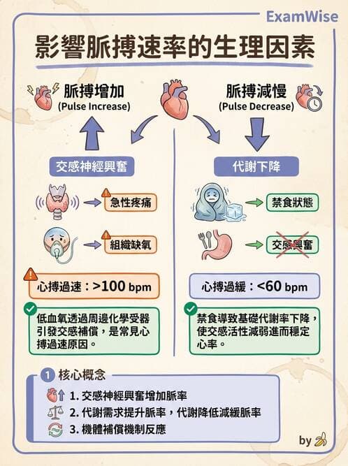 護理師 - 循環評估(脈搏與血壓) - AI 圖文解析預覽