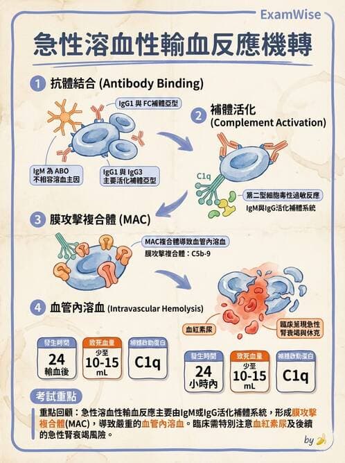 護理師 - 貧血與凝血疾病 - AI 圖文解析預覽