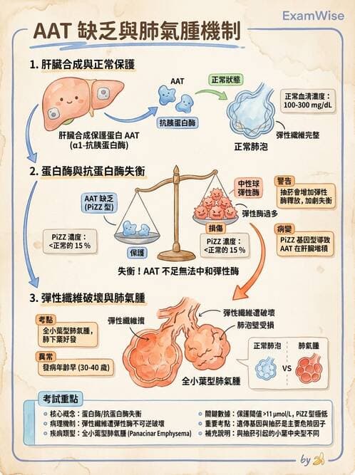 護理師 - COPD與氣喘 - AI 圖文解析預覽