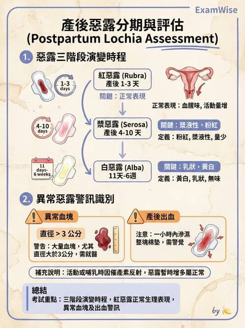 護理師 - 產後生理恢復與護理 - AI 圖文解析預覽