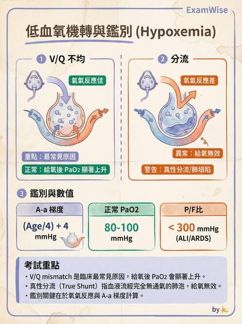 內專 - 肺血管疾病 - AI 圖文解析預覽