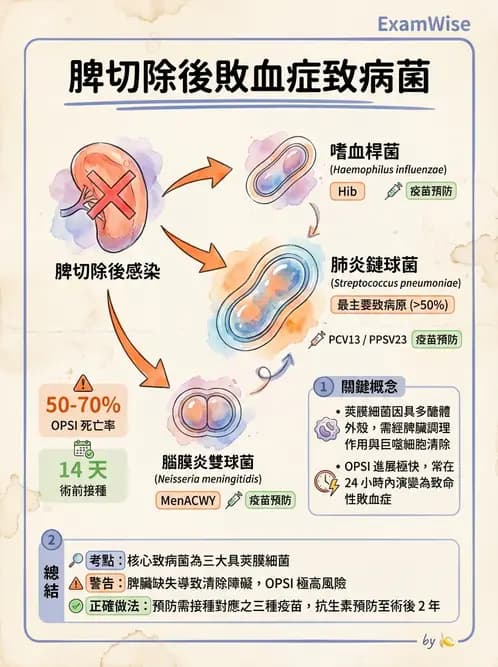 內專 - 感染總論與敗血症 - AI 圖文解析預覽