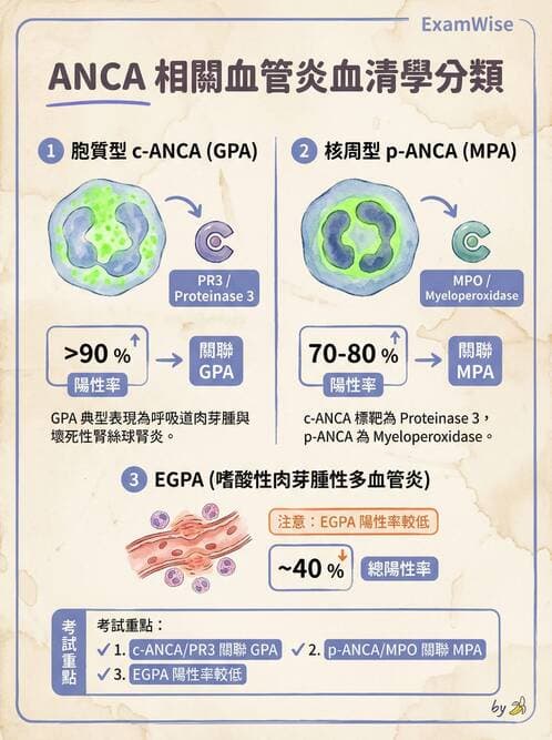 內專 - 血管炎 - AI 圖文解析預覽