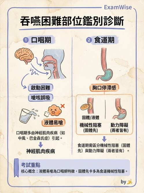 內專 - 食道運動障礙與吞嚥困難 - AI 圖文解析預覽