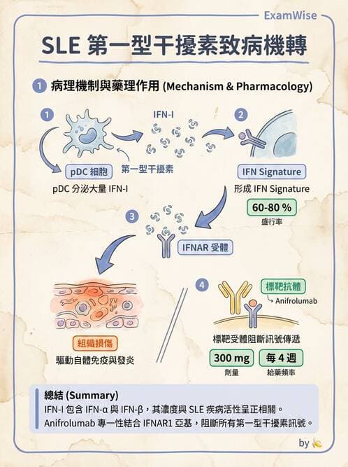 SLE - 全身性紅斑狼瘡 - AI 圖文解析預覽