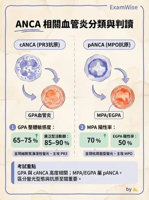 內專 - 血管炎 - AI 圖文解析預覽