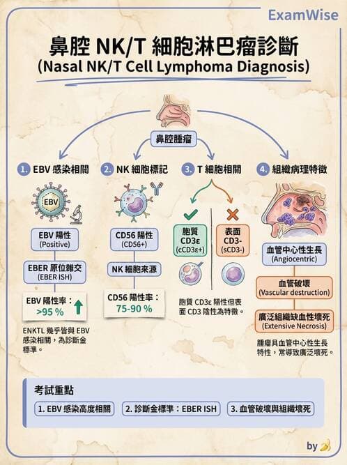 內專 - 淋巴瘤與多發性骨髓瘤 - AI 圖文解析預覽